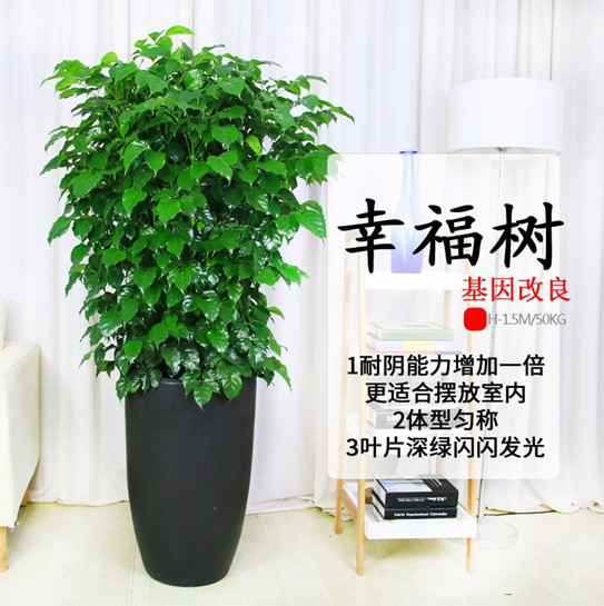 西安碧盛苗木花卉有限責任公司